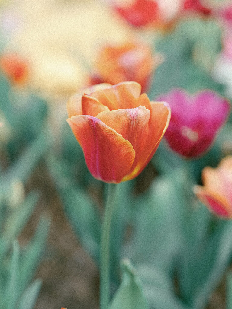 Photo session at Callaway Gardens